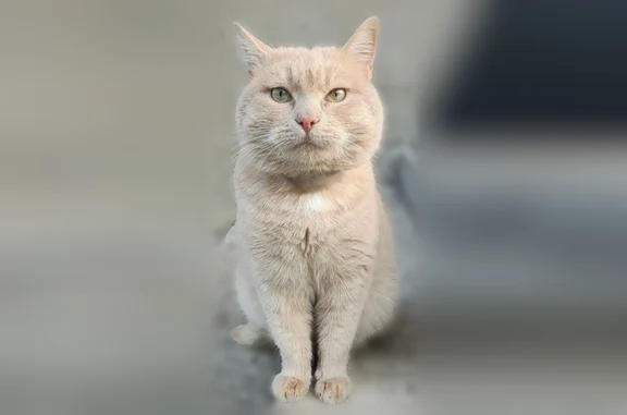 Пропала кошка, район КБГУ, Нальчик — светло-рыжая, глаза жёлто-зелёные - photo