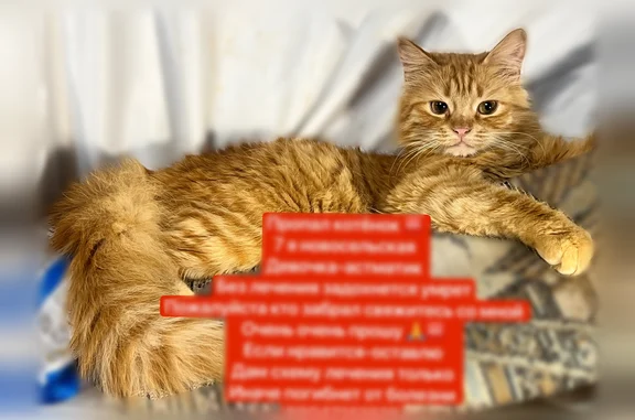 Пропала кошка, 7-я Новосельская улица, 29, Казань — котёнок-девочка 7 мес, сильно кашляет - photo