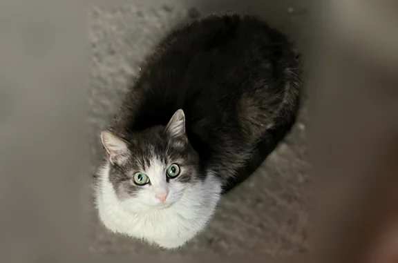 Найдена кошка, Ульяновск, фото: Найдена кошка, улица Якурнова, 12, Ульяновск