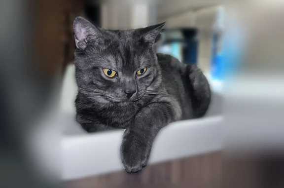 Пропала кошка, улица К.Х. Косяна, Красный Крым — чёрно-серый, выбежал из дома - photo