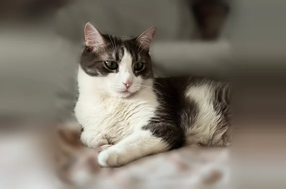 Пропала кошка, улица Ленина, 158, Ижевск — бело-серый котик с закрученным хвостом - photo