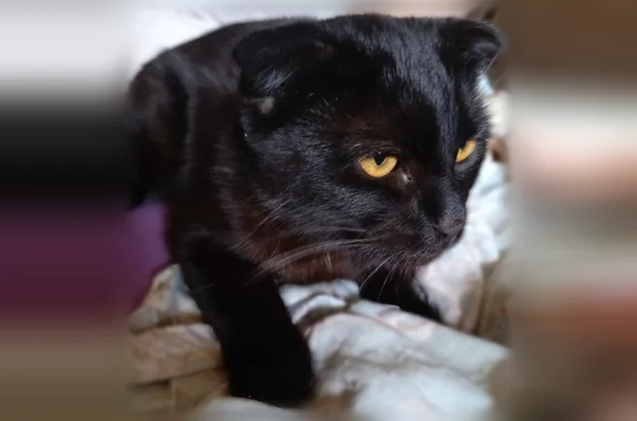 Найдена кошка, Ковылкино, фото: Найдена кошка, улица Строителей, 11, Ковылкино — чёрный вислоухий котик, ласковый