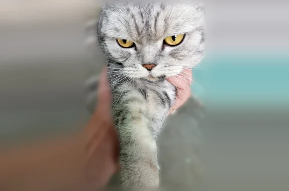 Кошки потеряшки, Партизанск, фото: Потеряшка кошка, Дальняя улица, Партизанск — черное пятно на верхней губе