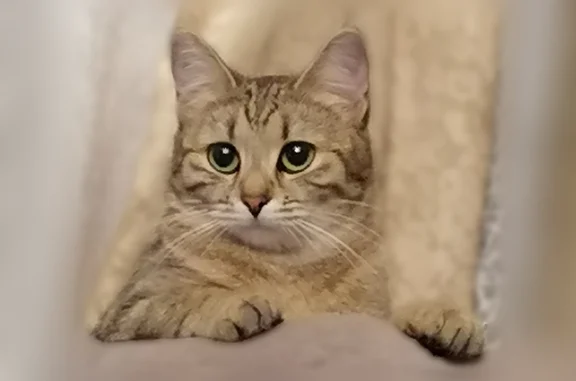 Пропала кошка, Железнодорожная улица, 7, Красногорск — небольшая, полосатая, с укороченным хвостом - photo