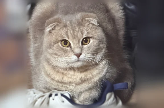 Пропала кошка, Продольная улица, 316, Новопавловск — кот светло-серого цвета, легко даётся в руки - photo