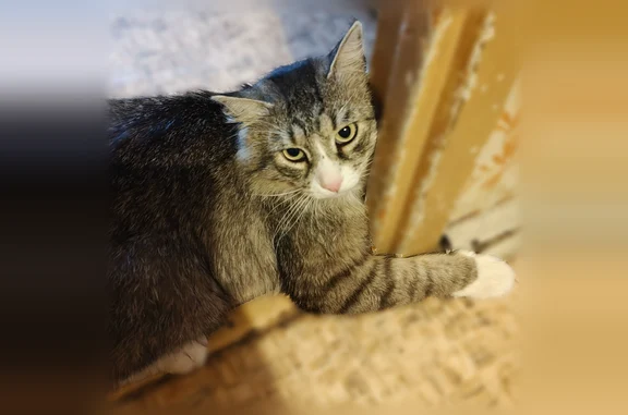 Найдена кошка, Лобня, фото: Найдена кошка, Авиационная улица, 9, Лобня — мальчик, разноцветный, с розовым носом