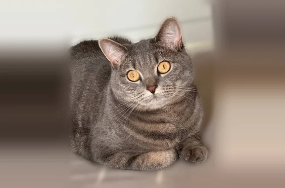 Пропала кошка, улица Садовники, 10, Москва — метис британской короткошерстной, серый окрас с тёмными розетками - photo