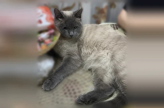 Пропала кошка, улица Добровольцев, 28, Советский — пухленькая, косоглазая, серо-белого окраса - photo