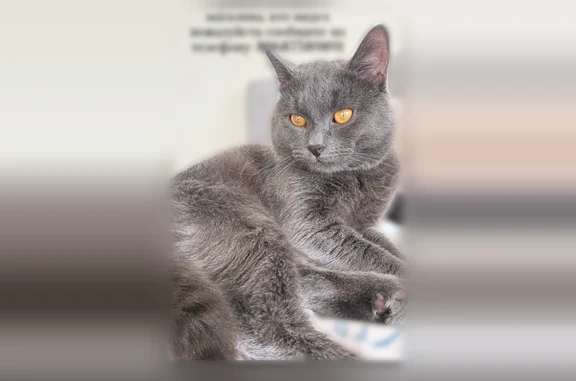 Пропала кошка, Учебный переулок, Луховицы - photo
