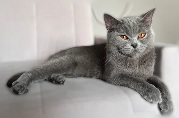 Найдена кошка, Москва, фото: Найдена кошка, Фрязевская улица, 11 к4 с3, Москва — напугана, на руки пошла