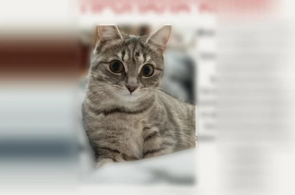 Пропала кошка, Поречная улица, 13 к1, Москва — по кличке ЮНА, выпрыгнула из окна 3 этажа - photo