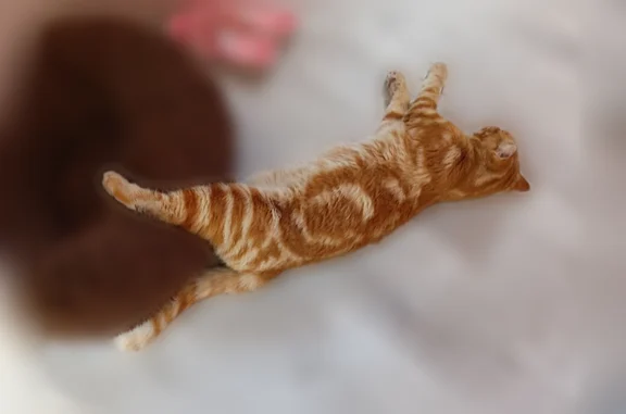 Кошки потеряшки, Зея, фото: Потеряшка кошка, Школьный переулок, Зея, Зея — ухоженная, упитанная, ярко-рыжая