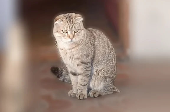 Пропала кошка, Бийская улица, Горно-Алтайск - photo