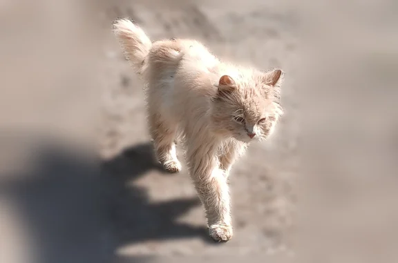 Найденные животные Ростов (Ярославская обл.), фото: Найдена кошка, Октябрьская улица, 14, Ростов Великий, Ростов (Ярославская обл.) — светло-рыжая, жила дома