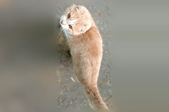 Найдена кошка, Опытный, фото: Найдена кошка, Центральная улица, 10, Опытный — рыже-белая, скорее всего домашняя