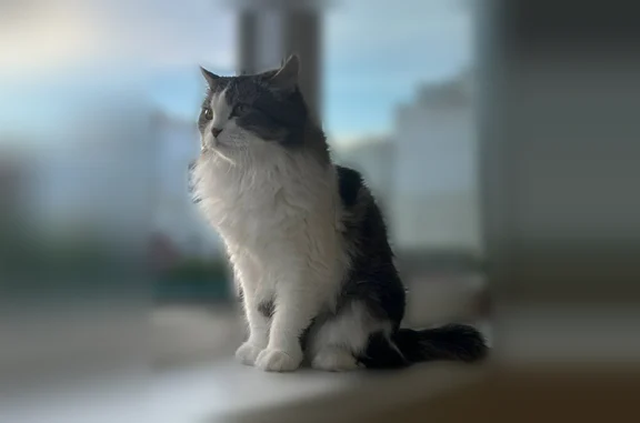 Пропала кошка, улица Станислава Карнацевича, 12, Тюмень - photo