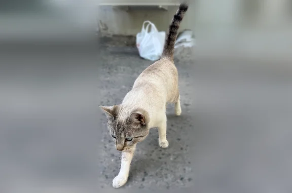 Найдена кошка, Чебоксары, фото: Найдена кошка, проспект Ленина, 49, Чебоксары — светлый окрас, голубые глаза