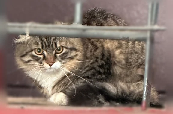 Найдена кошка, Москва, фото: Найдена кошка, 8, Москва — напугана, забежала в подъезд дома 8, Капотня 1-ый квартал