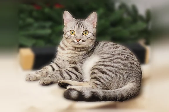 Пропала кошка, улица Гагарина, 5Б, Нижнекамск — тигровой окраски, маленькая, пугливая - photo