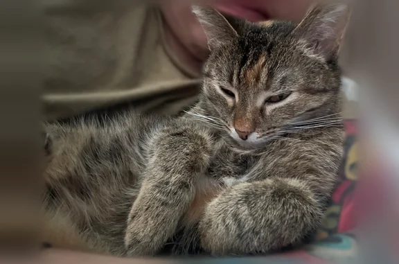 Пропала кошка, улица Шумилова, 16, Чебоксары — небольшая, практически без голоса - photo