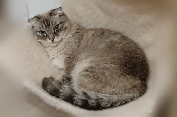 Пропала кошка, Зелёная улица, 2Г, Шиши — светло-серая, с голубыми глазами - photo