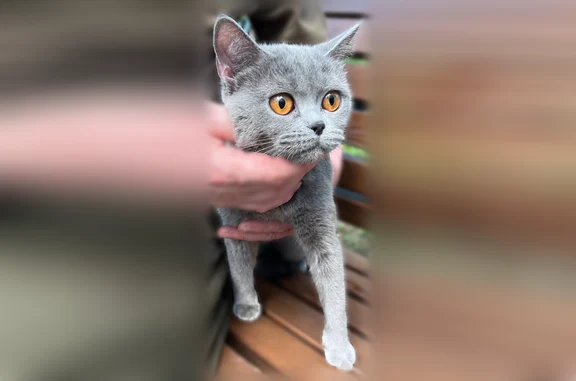 Найдена кошка, Москва, фото: Найдена кошка, Фрязевская улица, 11 к4, Москва — напугана, но идёт к человеку