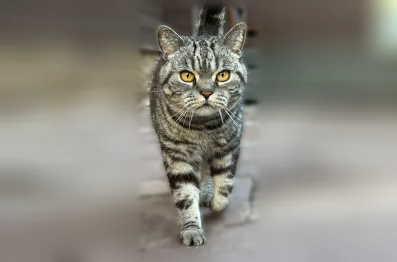 Пропала кошка, район Металлург, Холмогоровский лес, Ижевск — британец, 6 лет, серый ошейник - photo