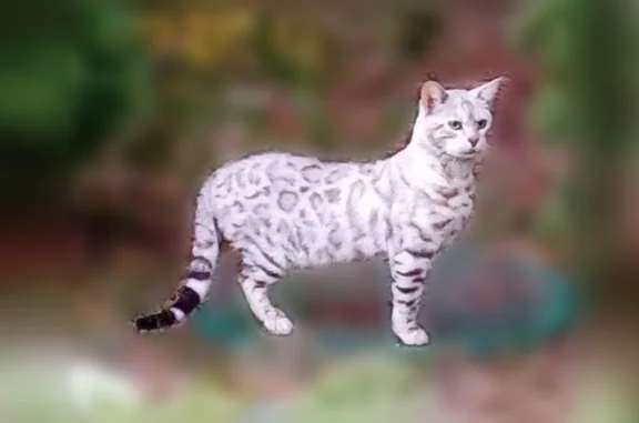Найдена кошка, Зелёный, фото: Найдена кошка, 6, Зелёный Город, Зелёный — весь в клещах, прибился котик
