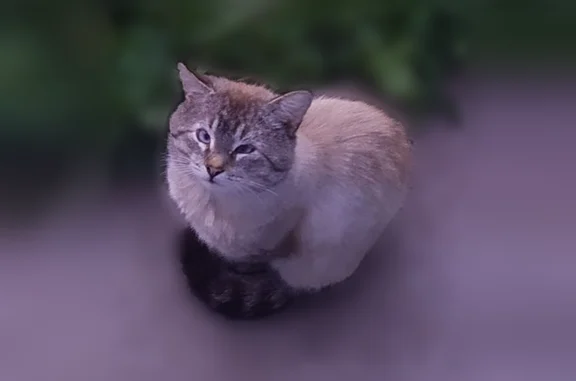 Найдена кошка, Чебоксары, Чувашия, Чебоксары — во дворе обитает кот - photo