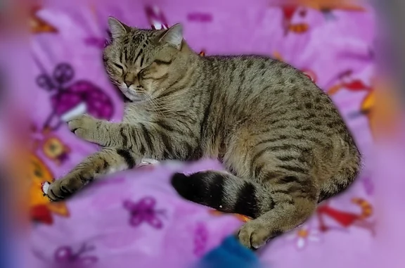 Пропала кошка, Бобруйская улица, 6, Волгоград — шотландский кот с выбритым пузиком - photo