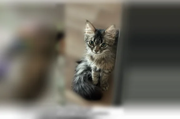 Пропала кошка, улица XXII Партсъезда, 6, Камышин — вознаграждение 5000 рублей - photo