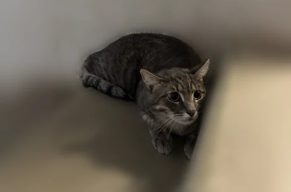 Найдена кошка, Тула, фото: Найдена кошка, Самоварная улица, 10, Тула — упала из окна, не травмирована