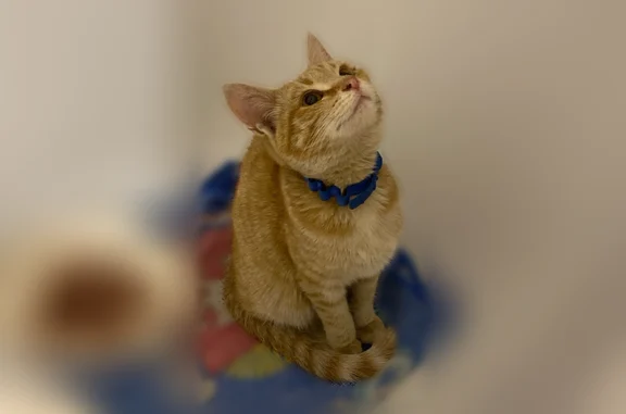 Найдена кошка, Энгельс, фото: Найдена кошка, Энгельс, Саратовская область — рыжая девочка, примерно 6 месяцев до года