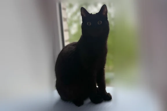 Пропала кошка, переулок Некрасова, 13А, Пестово — чёрный кот, 8 месяцев - photo