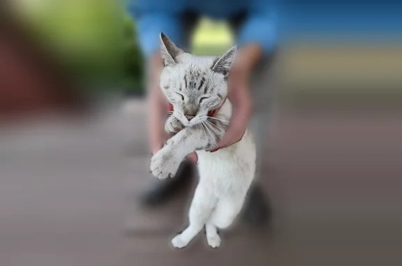 Найдена кошка, Иссадское, фото: Найдена кошка, Иссадское сельское поселение, Иссадское — молоденькая, очень ласковая