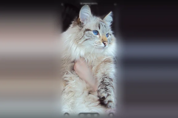 Пропала кошка, Кимовск, Тульская область — голубые глаза, пушистый - photo