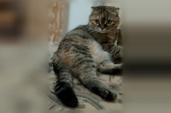 Пропала кошка, Первомайская улица, 22, Лабинск — маленькая, толстая, отзывается на кличку киса или кошка - photo