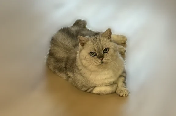 Пропала кошка, Семенчинская улица, 17, Сергиев Посад — светло-серая, крупная, кличка Мики - photo