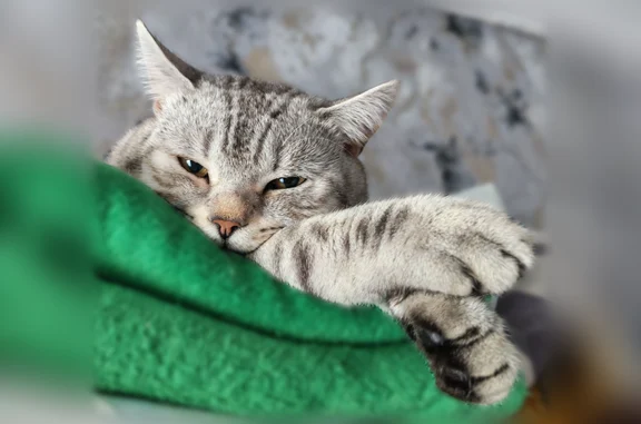 Пропала кошка, улица 1 Мая, 7, Балахна — шотландский прямоухий кот - photo