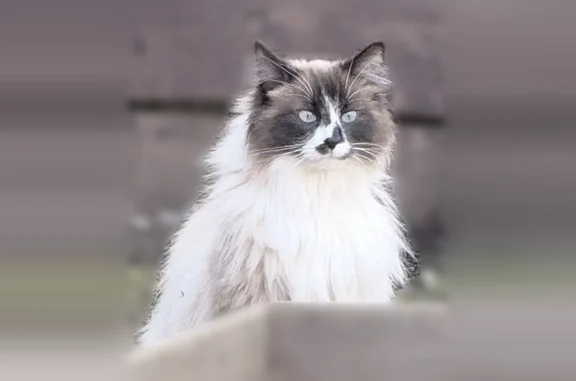 Пропала кошка, 2, Московская область, Красногорск — пушистая, с голубыми глазами, ласковая - photo