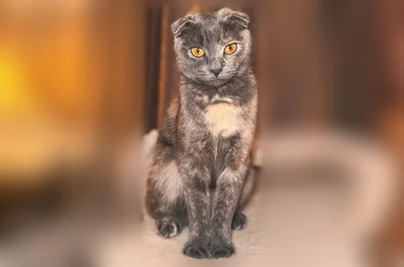 Пропала кошка, Солнечногорская улица, 15 к2, Москва — маленькая, серая, вислоухая - photo