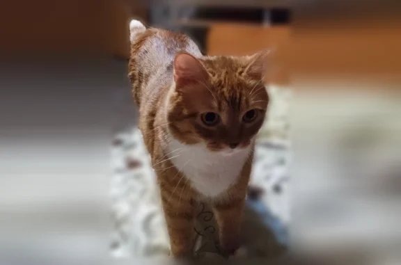 Пропала кошка, улица Касьянова, 1, Иркутск — рыжий кот, очень пугливый - photo