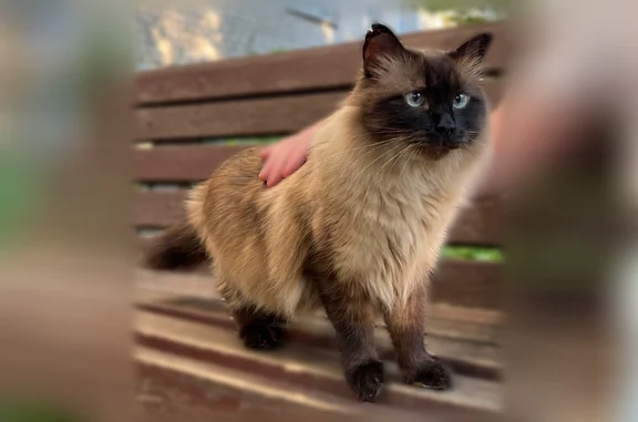 Найдена кошка, Екатеринбург, фото: Найдена кошка, улица Азина, 15, Екатеринбург — похожа на сиамскую, ласковая и умная
