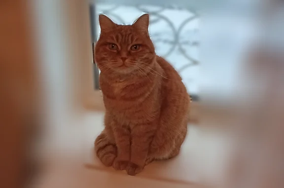 Пропала кошка, Большая Садовая улица, 17П, Саратов — рыжая - photo