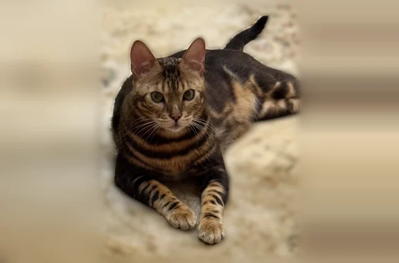 Кошки потеряшки, Тула, фото: Потеряшка кошка, 11-й проезд, Тульская область, Тула — отзывается на Пряника, на шее как будто небольшой дракончик