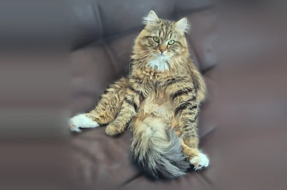 Кошки потеряшки, Лесково, фото: Потеряшка кошка, Ерофейка, Лесково — кот сибирский