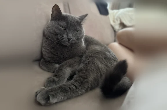 Пропала кошка, Якиманское — серый британец - photo