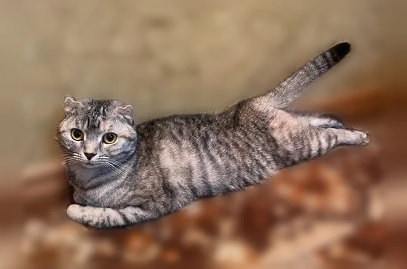Кошки потеряшки, Саратов, фото: Потеряшка кошка, Гвардейская улица, 42, Саратов — очень ласковая и доверчивая