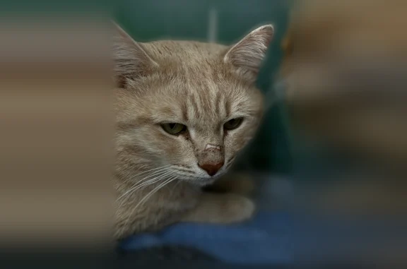 Кошки потеряшки, Йошкар-Ола, фото: Потеряшка кошка, улица Мира, 33, Йошкар-Ола — шрамик на носике, домашняя