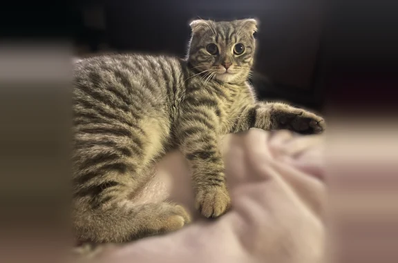 Кошки потеряшки, Воронеж, фото: Потеряшка кошка, Олимпийский бульвар, Воронеж — добрый игривый мальчик, вислоухий шотландец
